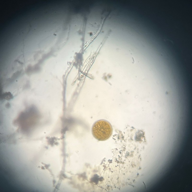alga