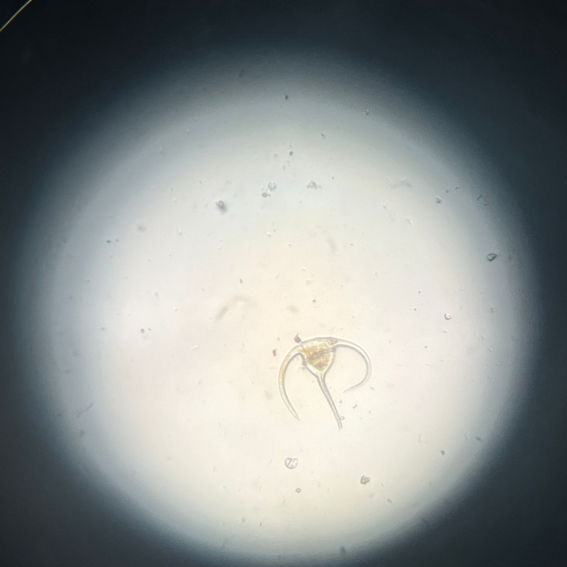 meiofauna